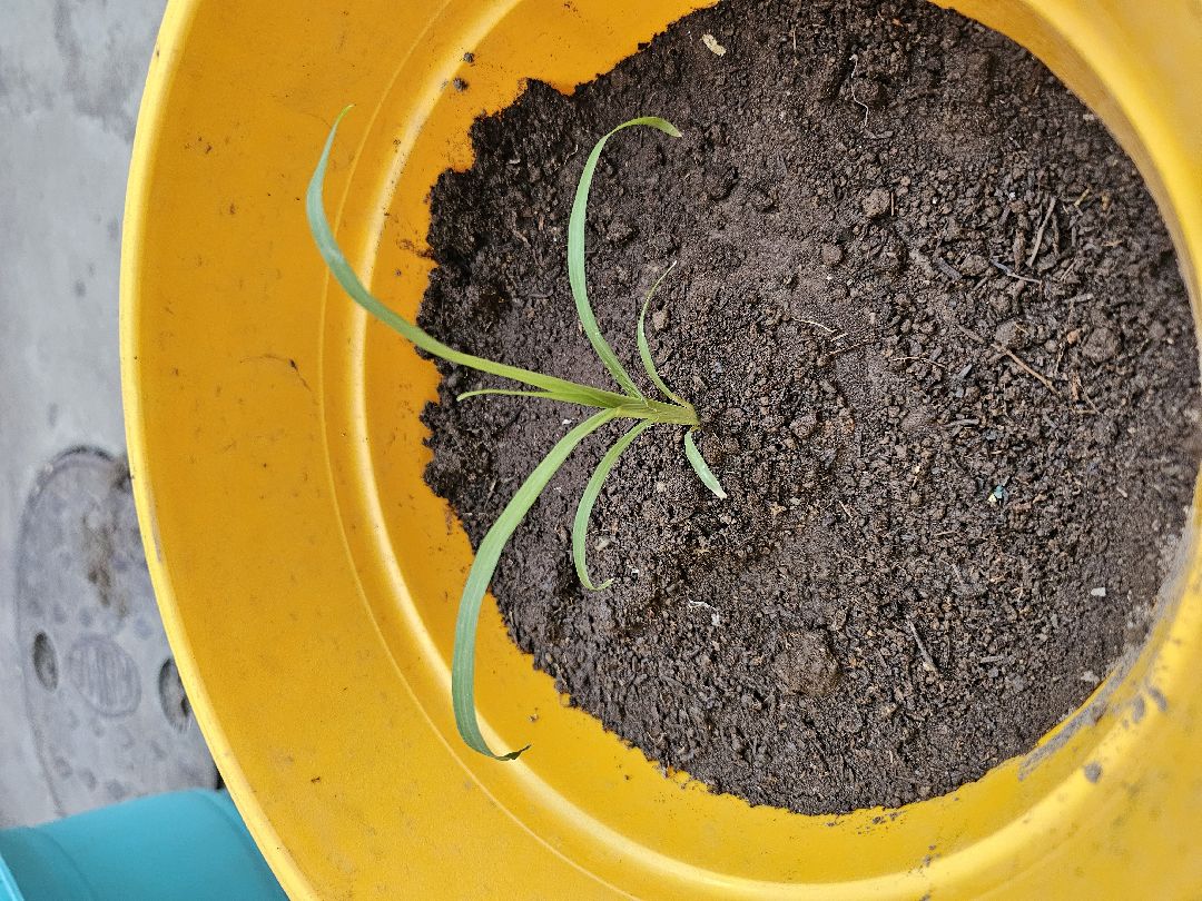 I will grow against all odds