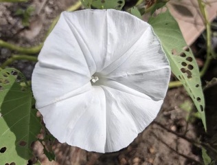 I am missing him terribly.