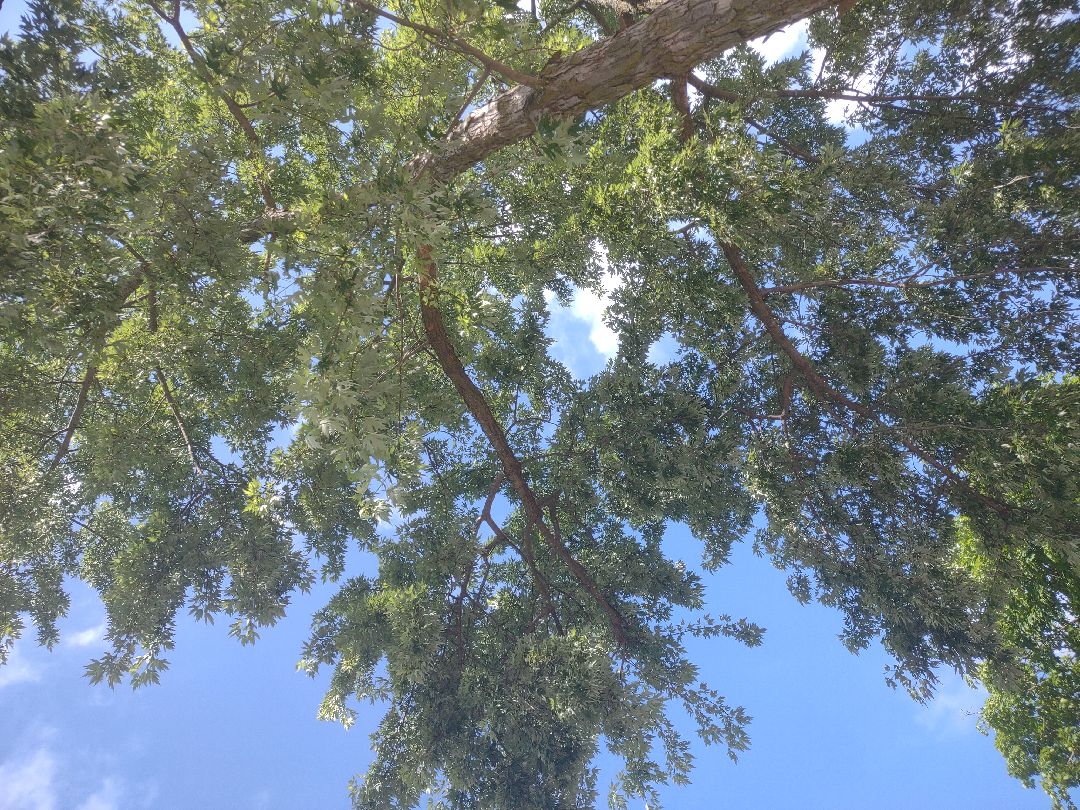 The trees and sky continue to inspire me:)