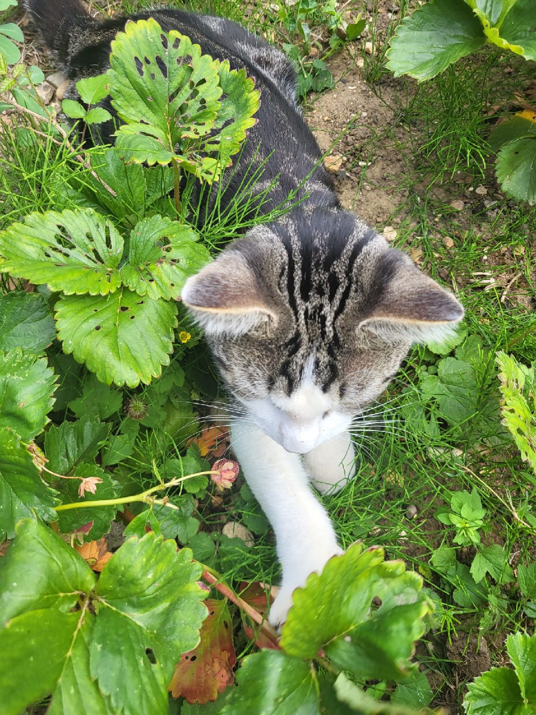 My cat chases butterflies through the garden while I sit among the flowers you'll never see bloom
