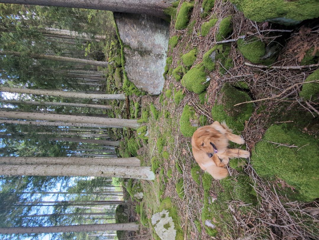 Nature helps quite a bit 🌲🌲🌲