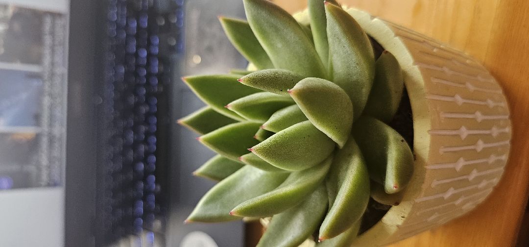 I used to be a plant lover