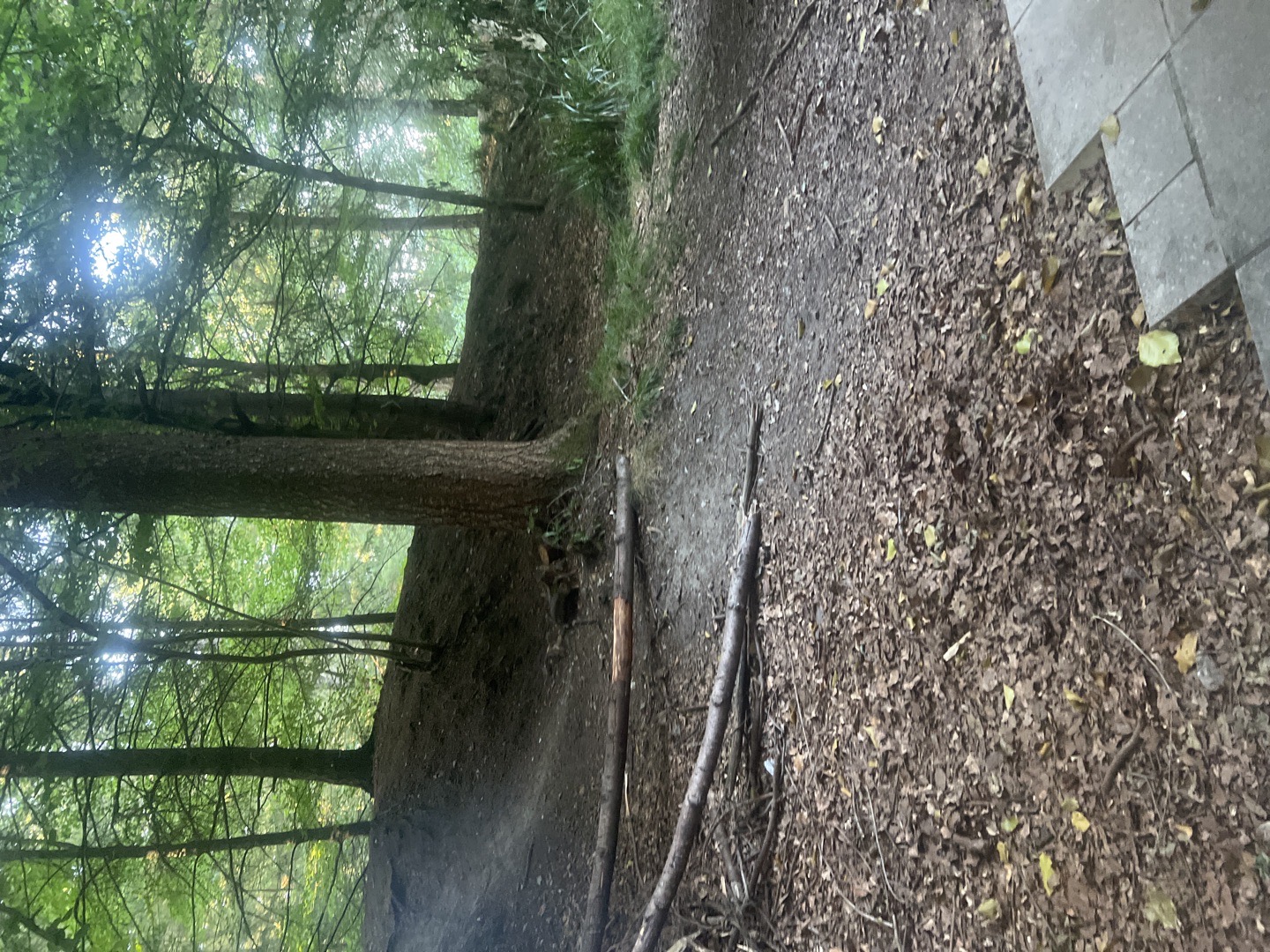 sitting here at Centre Parcs for the weekend for some me time to relax and chill and clear my