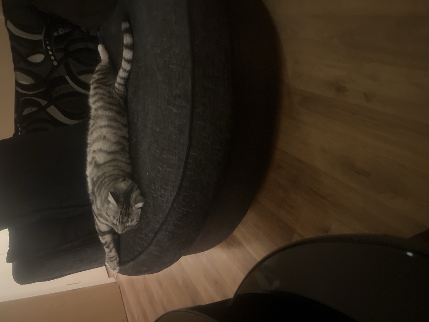 Me and my fur baby enjoying a chilled out evening. Bless him look how relaxed he is !!!