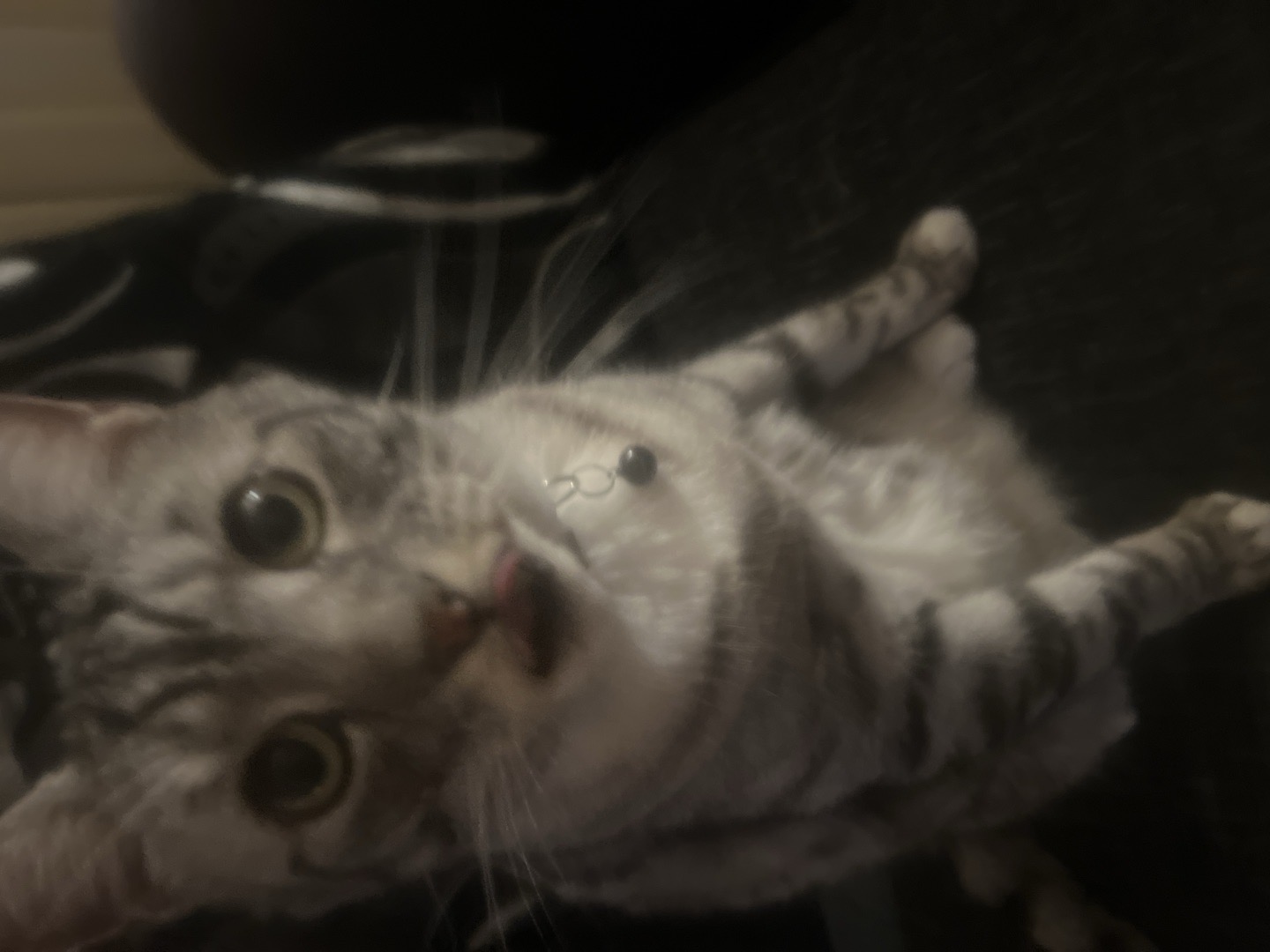 my best buddie Alfie chilling for the evening x