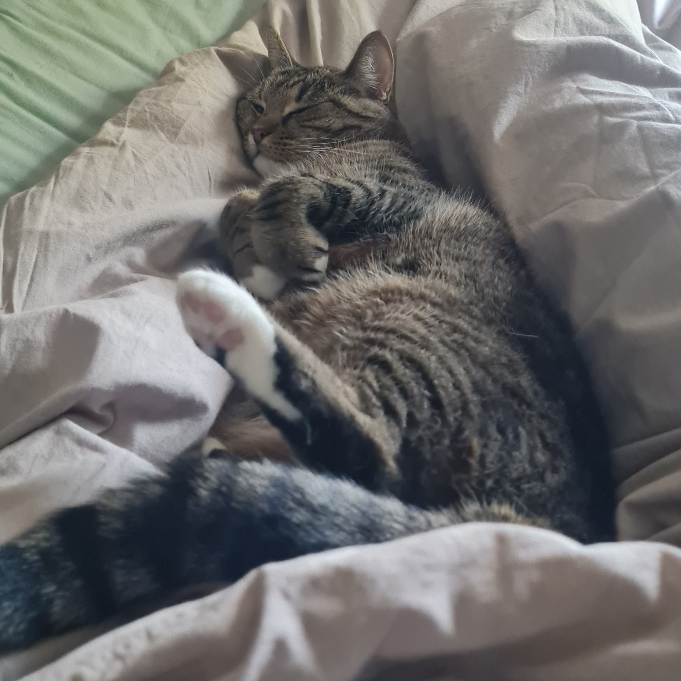 Jelliebean profile picture