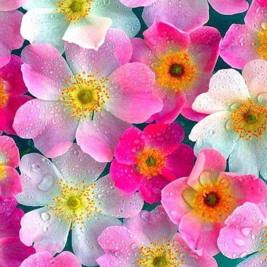 ladyT profile picture