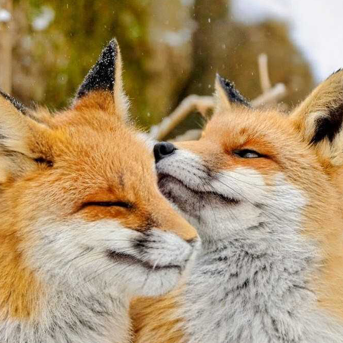CozyCloud353