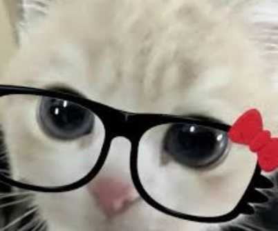 OneCat98