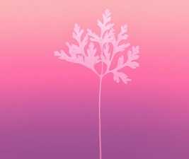 sneakyfera