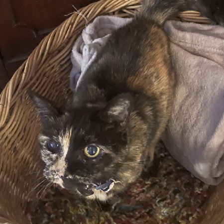 Missccat